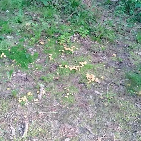 Prázdninový dům Oleandria Z Kominkiem *