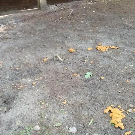 Oleandria Z Kominkiem Biskupiec (Olsztyn)