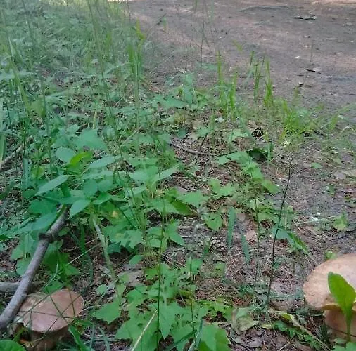 Oleandria Z Kominkiem *